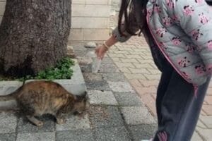 Sokak Hayvanları İçin Mama ve Tedavi Desteği